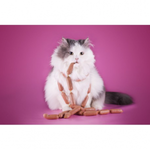 catapart.fr propose des conseils pour régler les problèmes d’obésité du chat