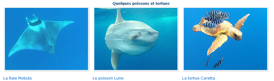 nager-dauphin